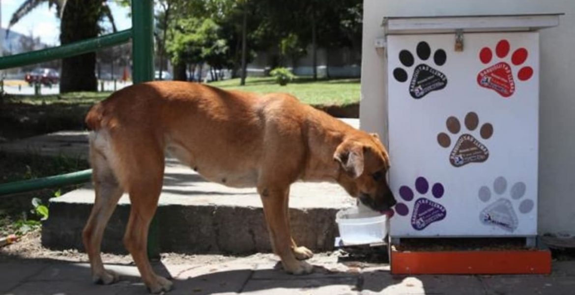 agua para perros callejeros