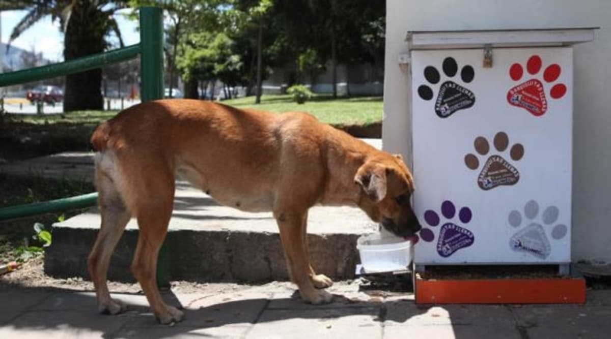 agua para perros callejeros