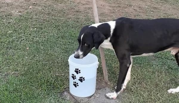 Agua y comida para los perros callejeros: sumate a esta acción 12 bebedero para perros