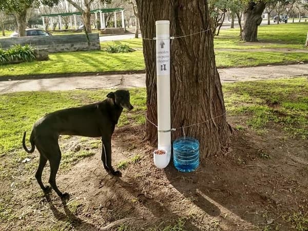 Agua y comida para los perros callejeros: sumate a esta acción 14 comedero y bebedero perros