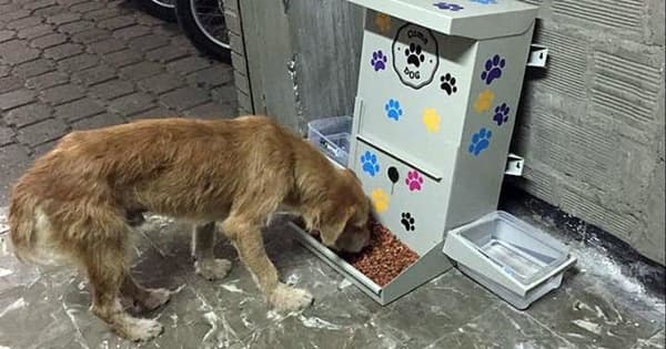 Agua y comida para los perros callejeros: sumate a esta acción 16 comedero y bebedero