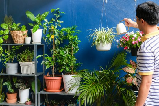 plantas que purifican el aire