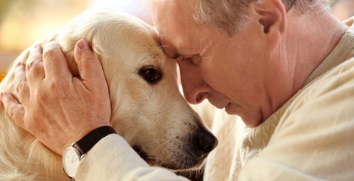 perros viejo cuidados envejecer