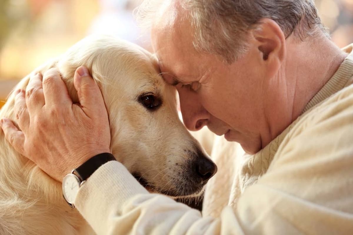 Cómo envejecen los perros