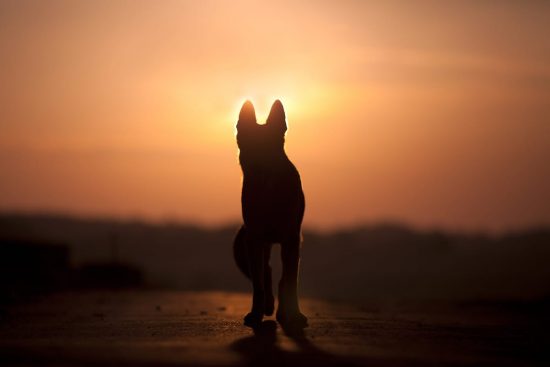Perro grande en silueta al atardecer, simbolizando madurez y vejez canina.