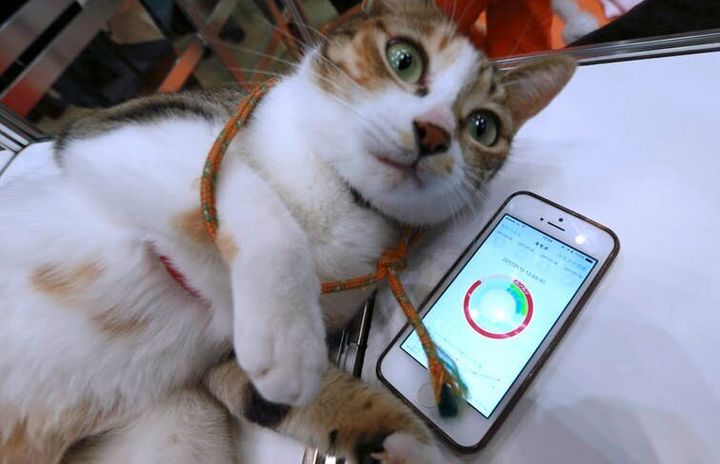 ¿Son felices nuestras mascotas? La ciencia busca descifrarlo 6