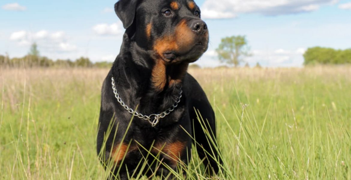 que razas de perros evitar en el hogar