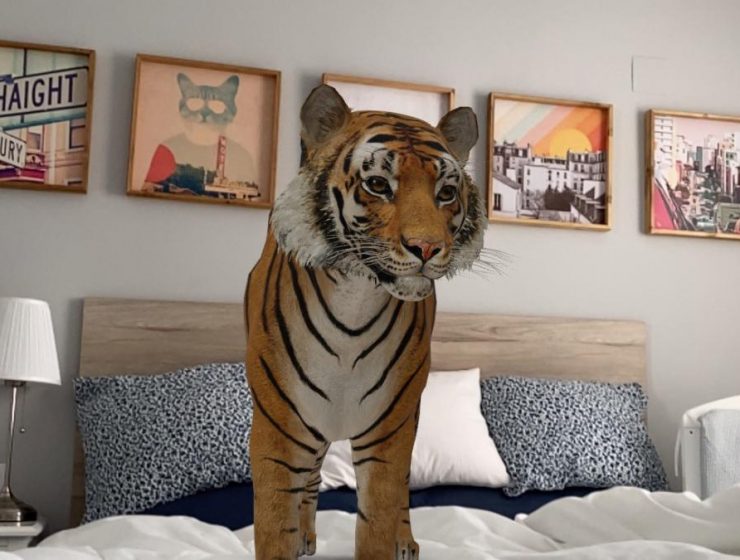 La herramienta de Google para hacer que un tigre entre a tu casa 4