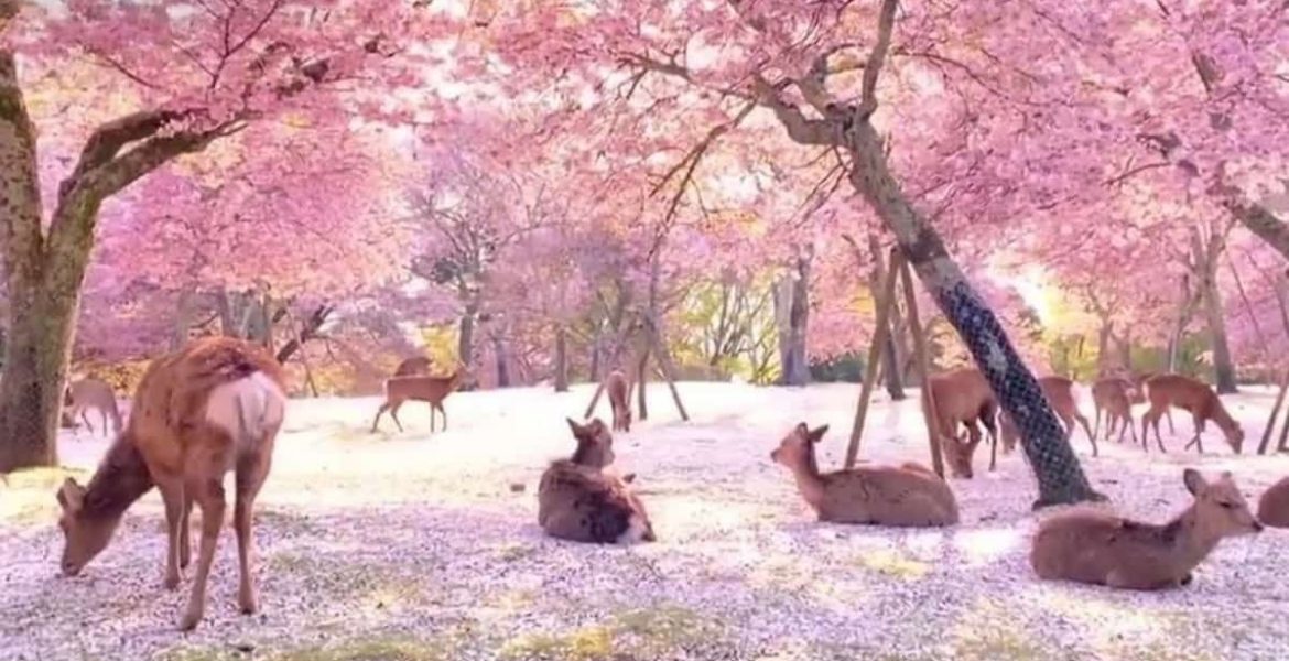 ciervos en japon cerezos en flor