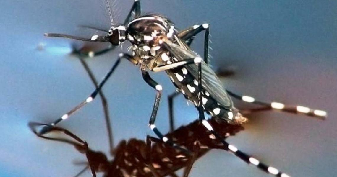Alerta por el mosquito tigre: transmite 22 tipos de virus y su presencia se multiplicó durante la pandemia 1