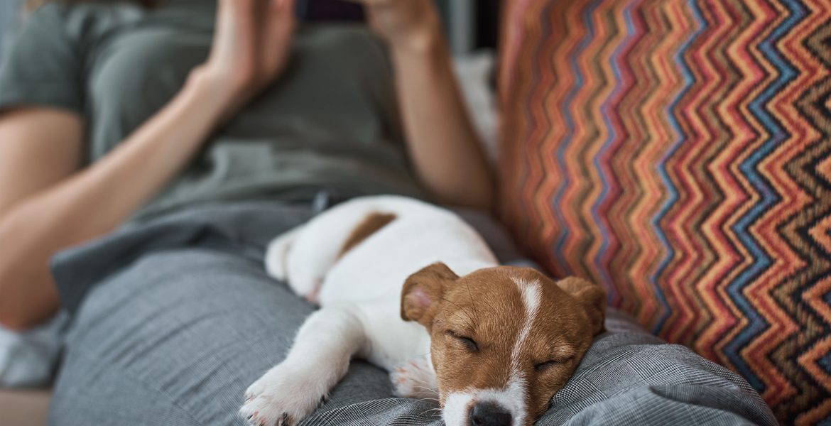 relajacion mascotas pesadillas