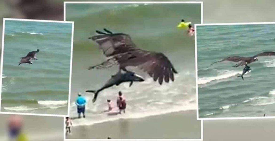 aguila caza tiburon
