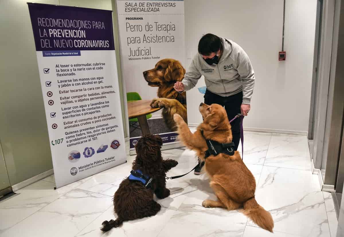 perros de terapia de asistencia