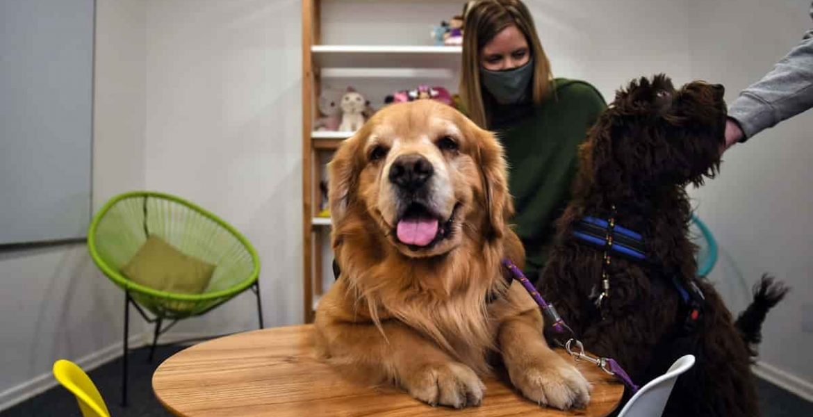 Perros de Terapia para Asistencia Judicial