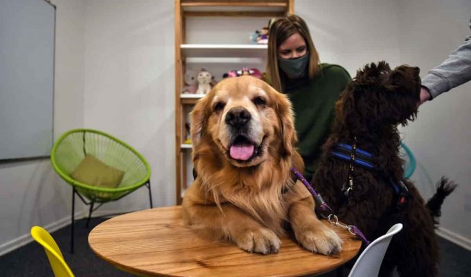 Perros de Terapia para Asistencia Judicial