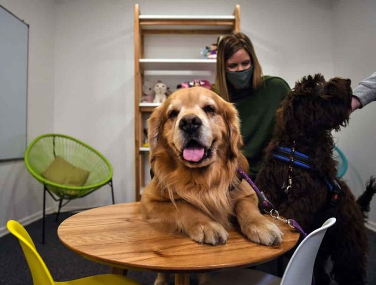 Perros de Terapia para Asistencia Judicial