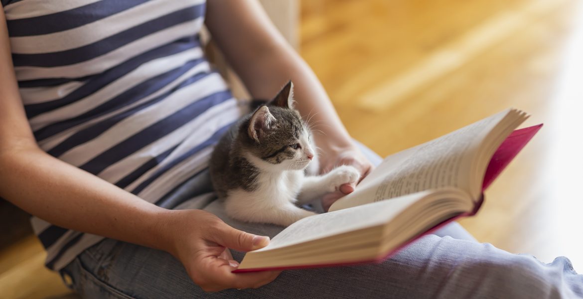 mascotas gatos mimos