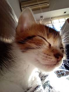 6 trucos para tomar las mejores fotos de tus mascotas desde el teléfono 18