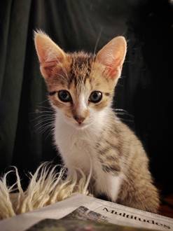 6 trucos para tomar las mejores fotos de tus mascotas desde el teléfono 17