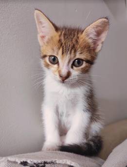 6 trucos para tomar las mejores fotos de tus mascotas desde el teléfono 15