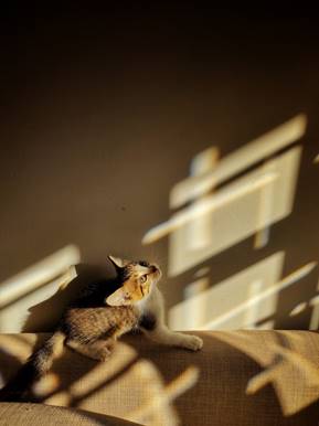 6 trucos para tomar las mejores fotos de tus mascotas desde el teléfono 14