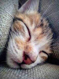 6 trucos para tomar las mejores fotos de tus mascotas desde el teléfono 13