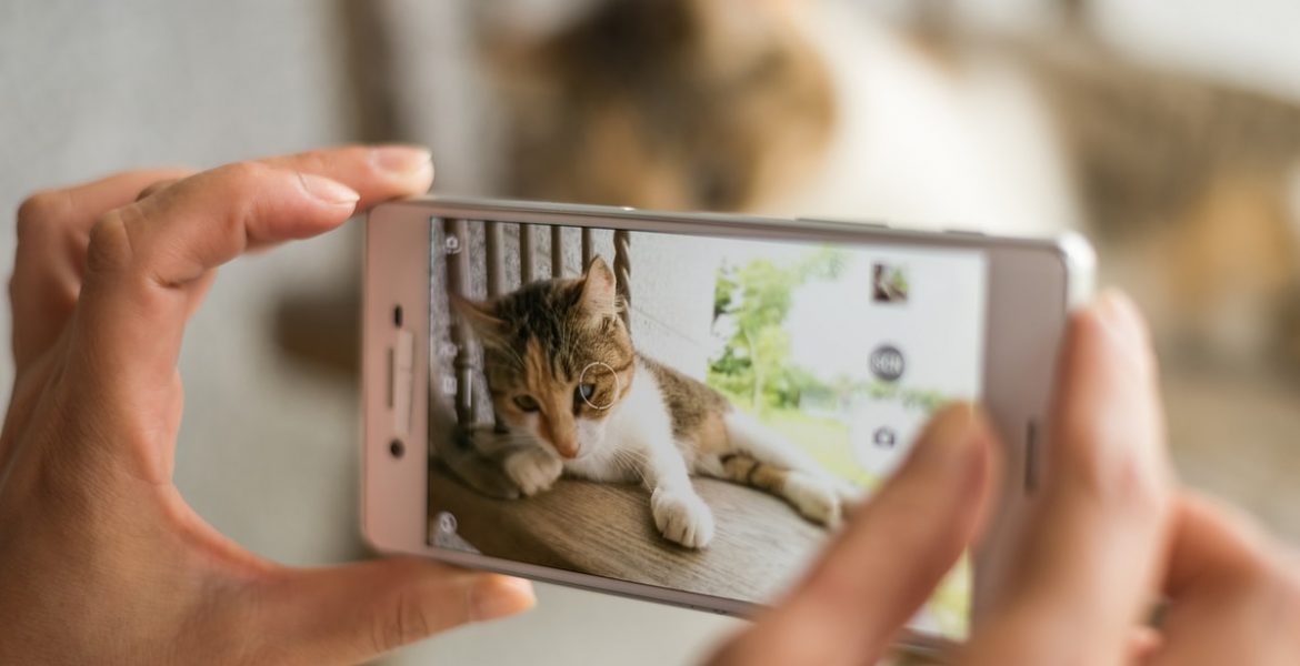 mejores fotos mascotas