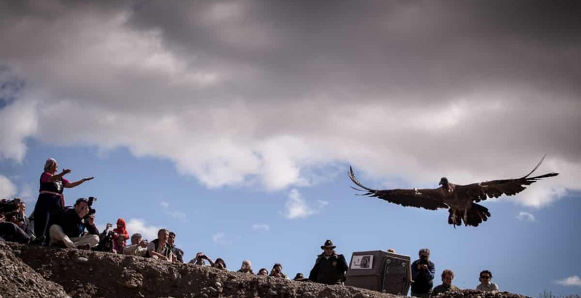 liberacion condor andino