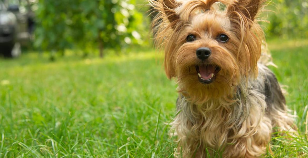 Por ley, los dueños de los perros alemanes deberán pasearlos dos horas al día 2