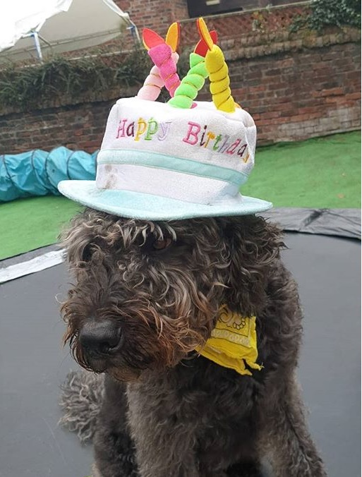 Abren un café de perros rescatados donde puedes jugar con ellos y adoptarlos si te encariñas 3