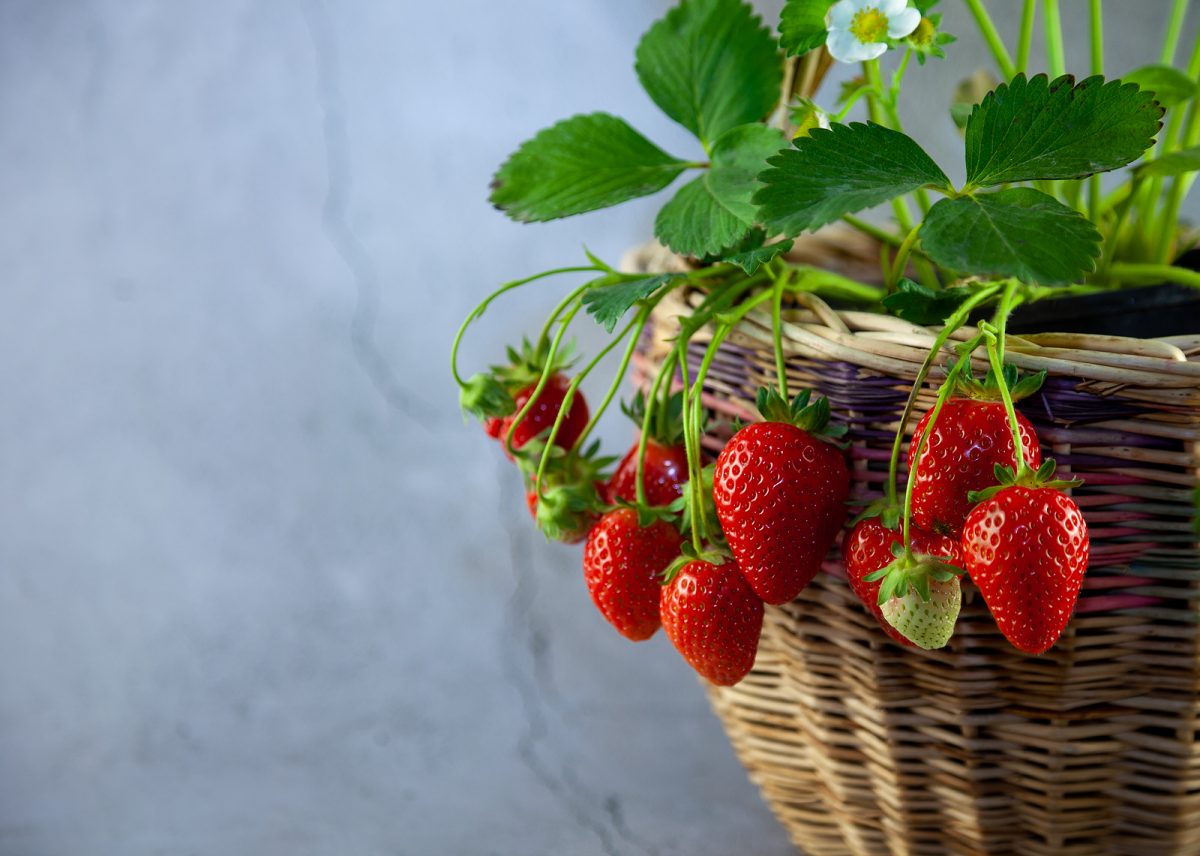 Propiedades de las frutillas para la salud: recetas que hacen bien 15 propiedades de las frutillas