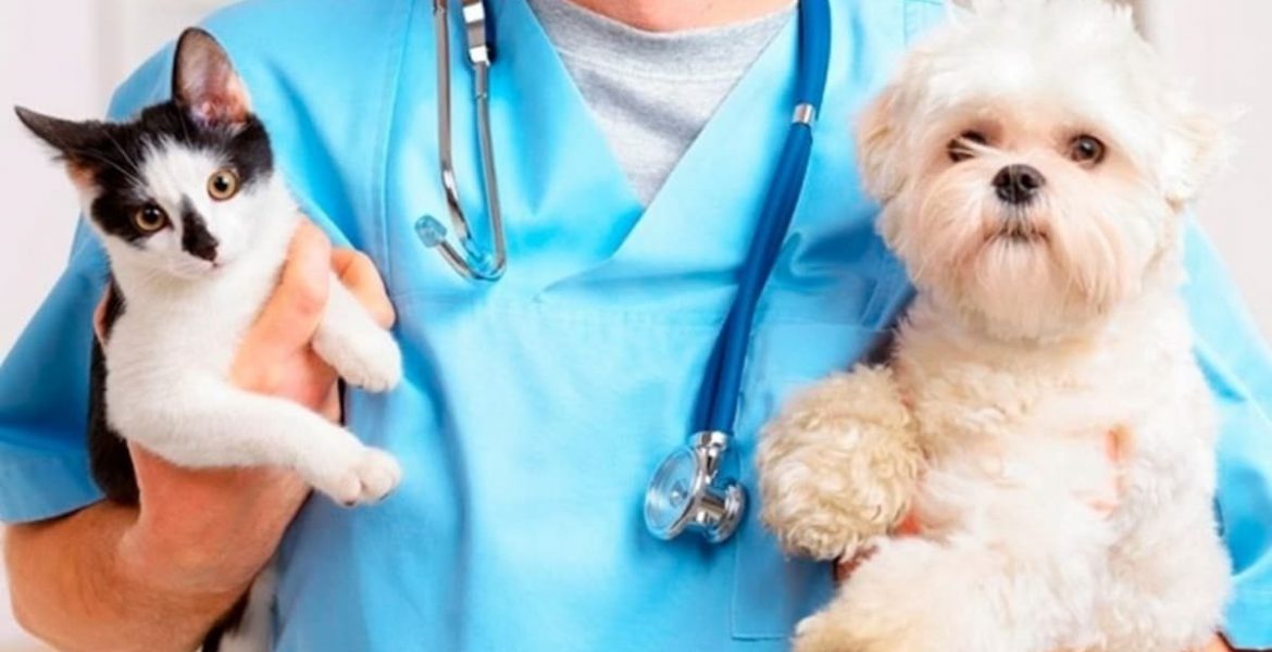 perros y gatos covid
