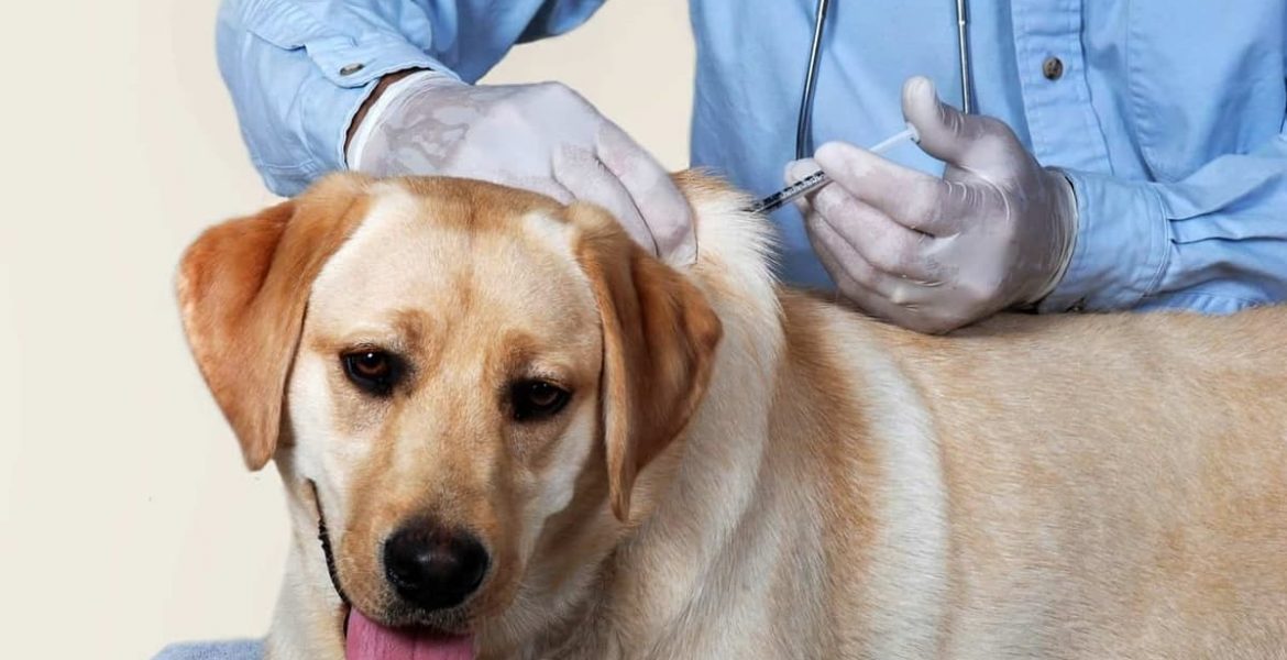 rabia contagio enfermedad