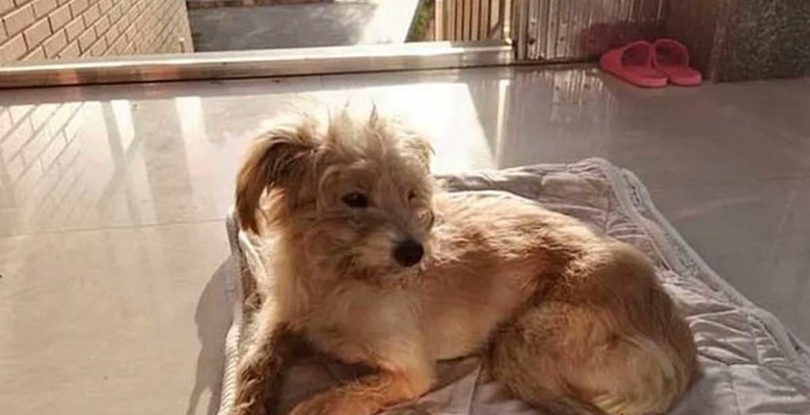 perro camino 26 dias para volver a casa