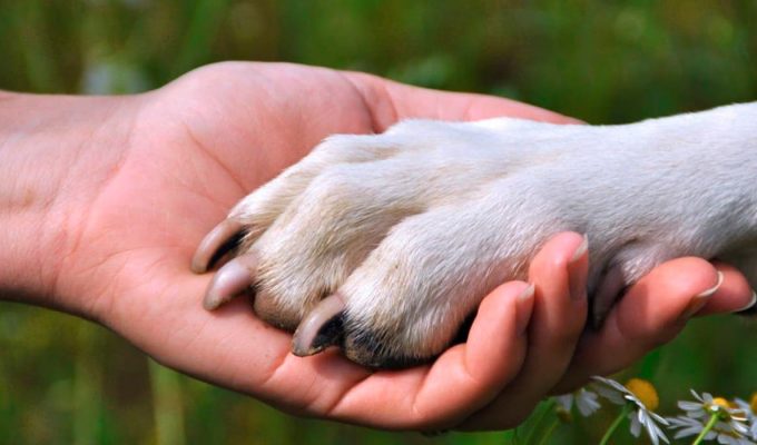 como sacrificar a tu mascota