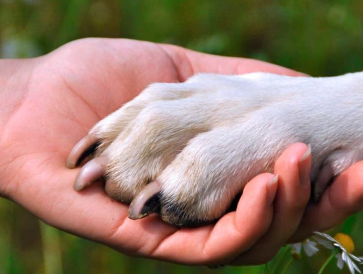 como sacrificar a tu mascota
