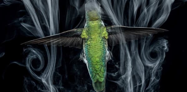 Venta de fotos donadas para apoyar causas a favor del medio ambiente 16 fotos donadas vida silvestre medio ambiente