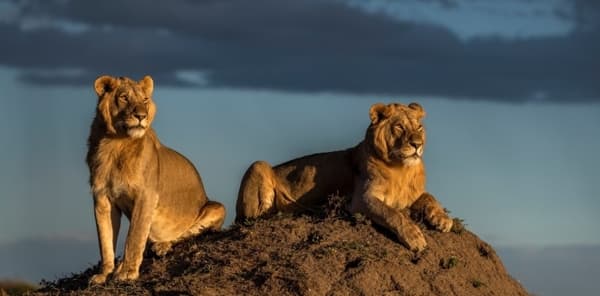 Venta de fotos donadas para apoyar causas a favor del medio ambiente 21 fotos donadas vida silvestre medio ambiente