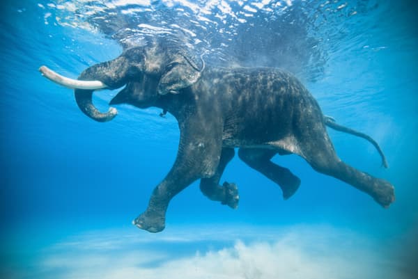 Venta de fotos donadas para apoyar causas a favor del medio ambiente 18 fotos donadas vida silvestre medio ambiente