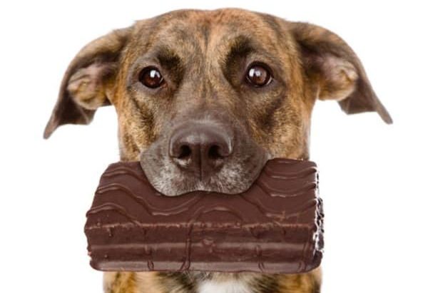 chocolate le hace mal a los perros