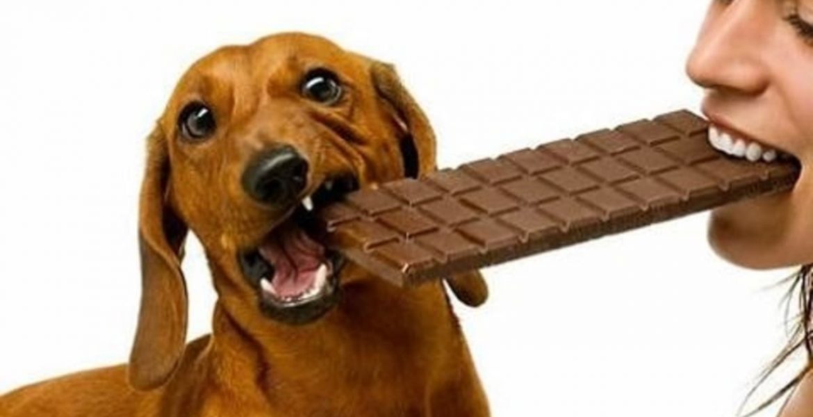 alimentos que no debes darle a tu perro