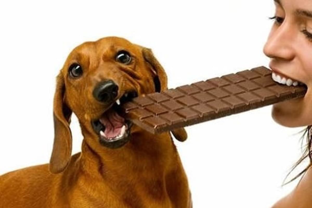 como darle zanahoria a mi perro