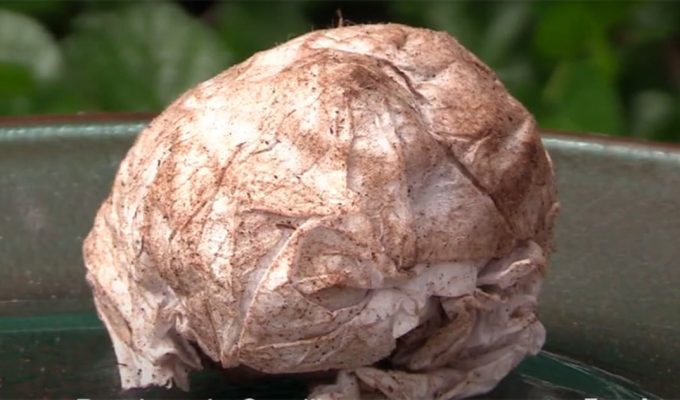 bombas de semillas para las fiestas