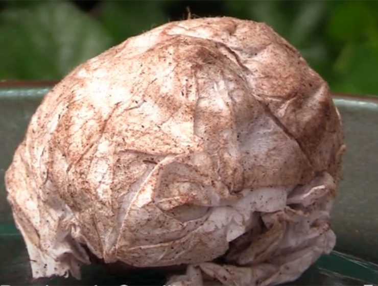 Fiestas NO sonoras: invitan a tirar bombas de semillas 8 bombas de semillas para las fiestas