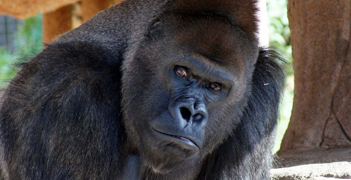 Por qué se usa la palabra gorila para hablar de antiperonistas 2