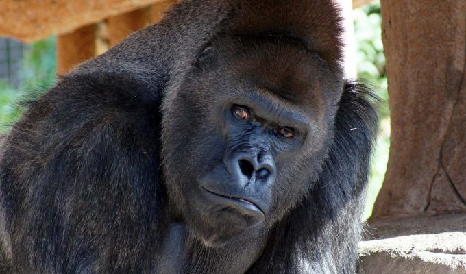 Por qué se usa la palabra gorila para hablar de antiperonistas 5