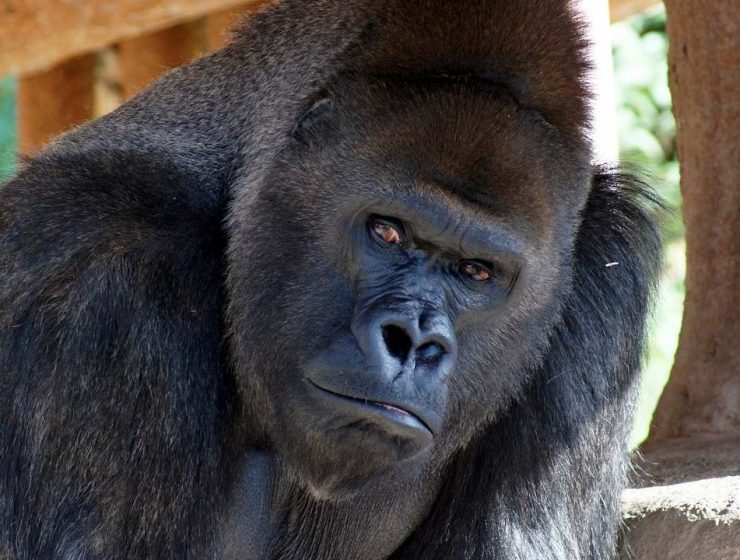 Por qué se usa la palabra gorila para hablar de antiperonistas 5