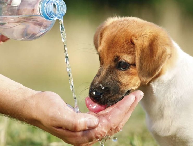 mascotas golpe de calor