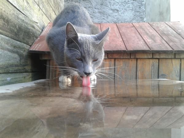 mascotas golpe de calor