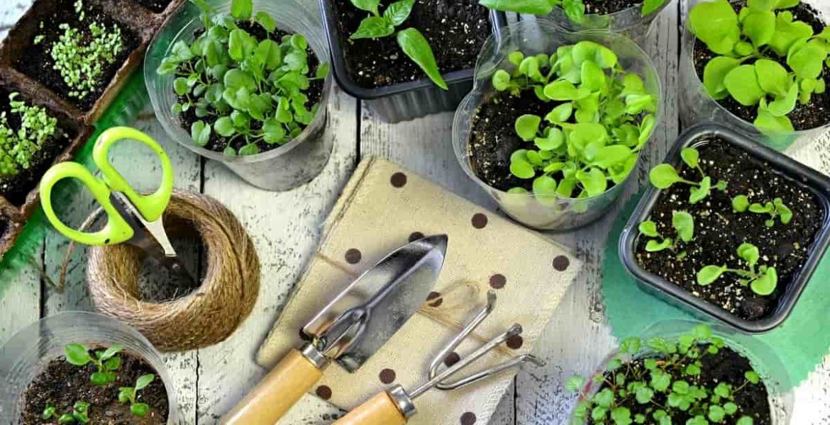 como cuidar la huerta